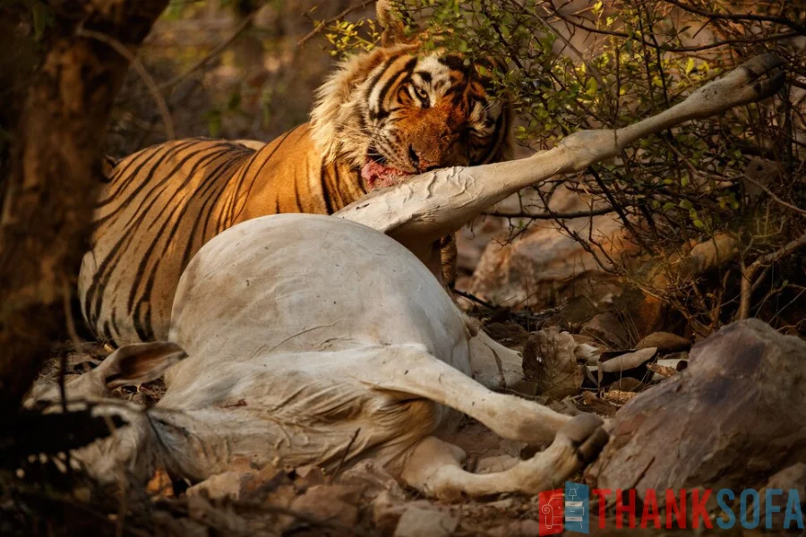 Hổ Bengal - Bengal Tiger - Indian Tiger - ThankSofa Ảnh 10
