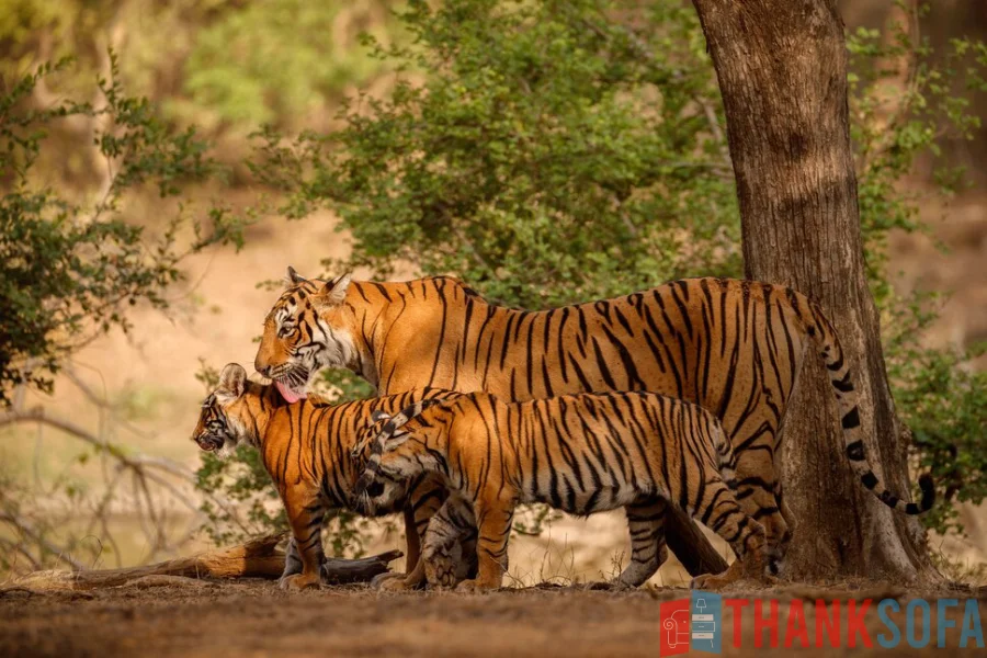 Hổ Bengal - Bengal Tiger - Indian Tiger - ThankSofa Ảnh 12