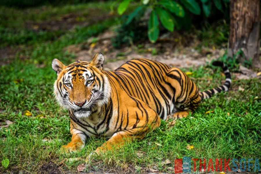 Hổ Bengal - Bengal Tiger - Indian Tiger - ThankSofa Ảnh 15