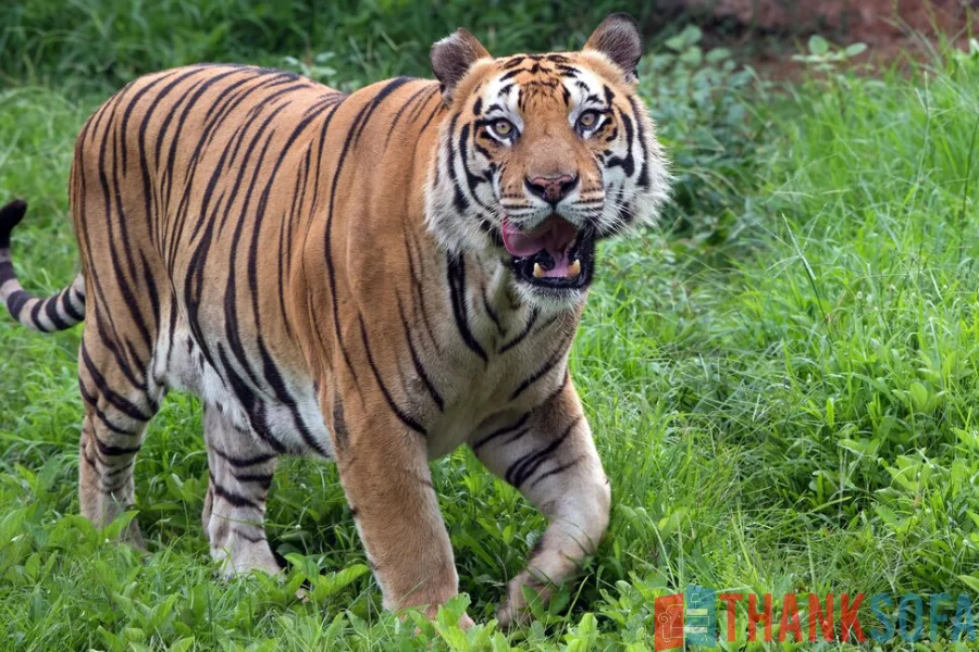 Hổ Bengal - Bengal Tiger - Indian Tiger - ThankSofa Ảnh 17