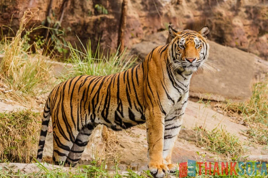 Hổ Bengal - Bengal Tiger - Indian Tiger - ThankSofa Ảnh 18
