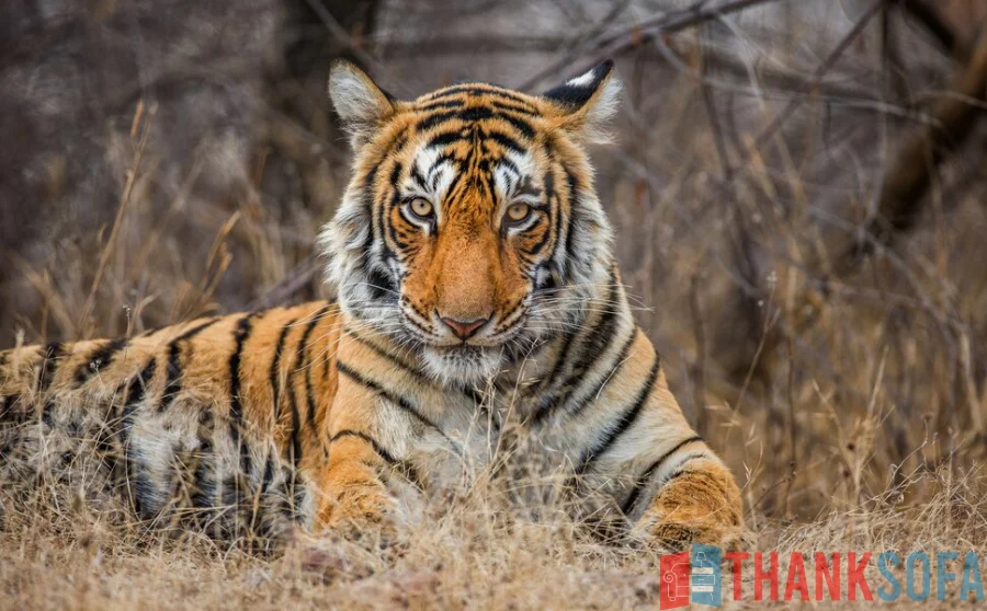 Hổ Bengal - Bengal Tiger - Indian Tiger - ThankSofa Ảnh 21