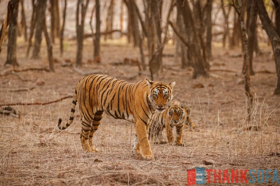 Hổ Bengal - Bengal Tiger - Indian Tiger - ThankSofa Ảnh 25