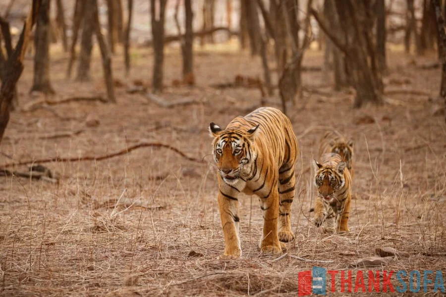 Hổ Bengal - Bengal Tiger - Indian Tiger - ThankSofa Ảnh 26