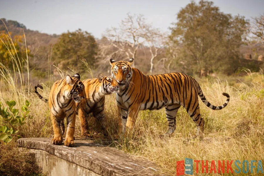 Hổ Bengal - Bengal Tiger - Indian Tiger - ThankSofa Ảnh 28