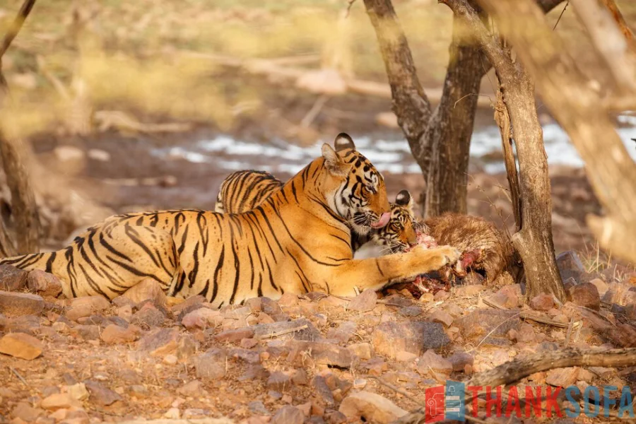 Hổ Bengal - Bengal Tiger - Indian Tiger - ThankSofa Ảnh 30