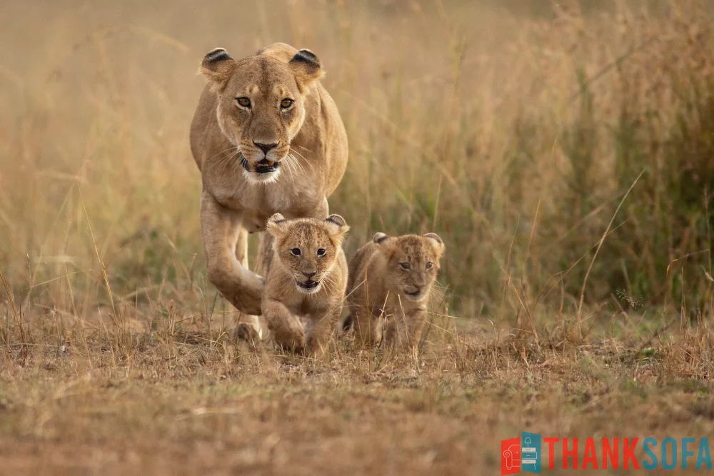 Sư tử - Lion- Panthera leo - ThankSofa Ảnh 10