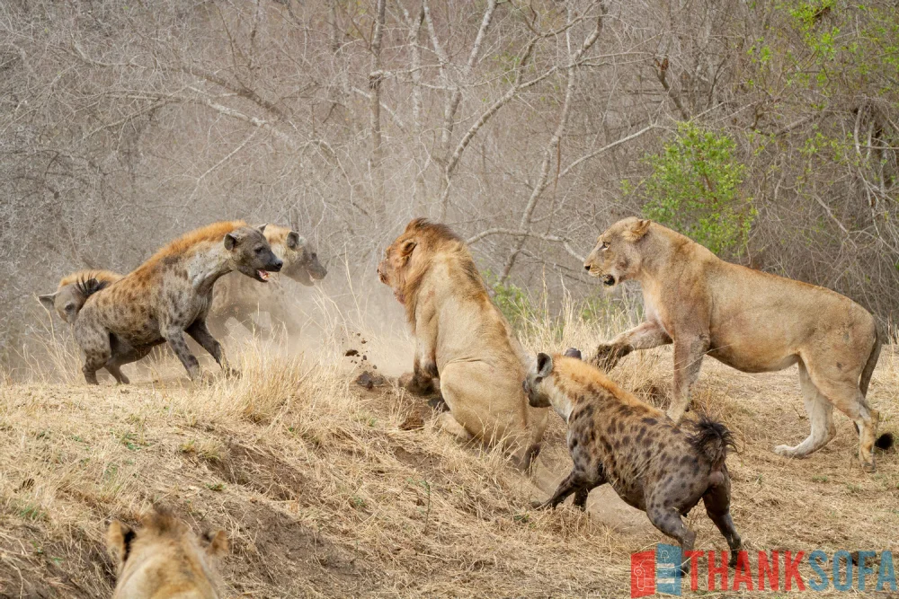 Sư tử - Lion- Panthera leo - ThankSofa Ảnh 11