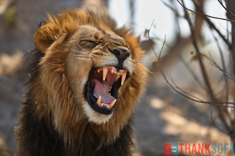 Sư tử - Lion- Panthera leo - ThankSofa Ảnh 14