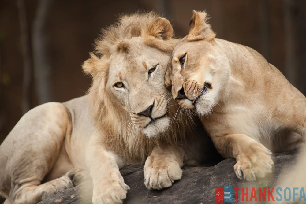 Sư tử - Lion- Panthera leo - ThankSofa Ảnh 15