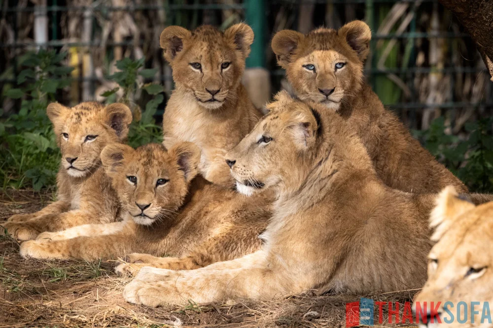 Sư tử - Lion- Panthera leo - ThankSofa Ảnh 16
