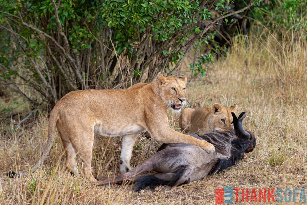 Sư tử - Lion- Panthera leo - ThankSofa Ảnh 17