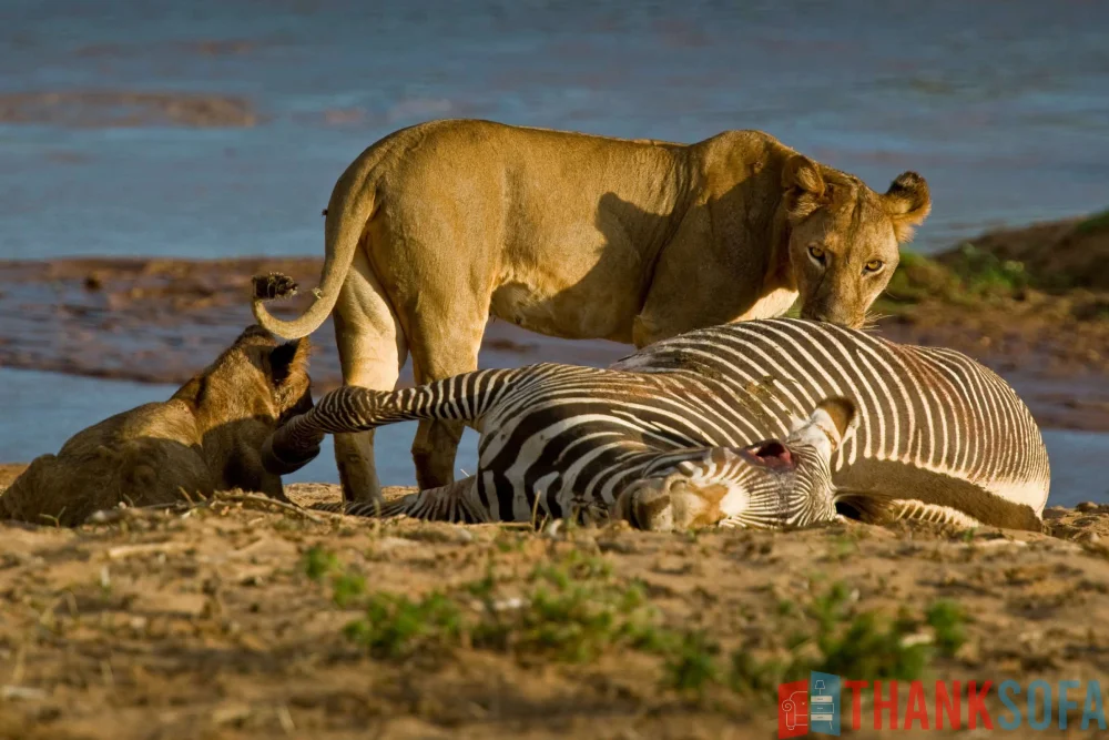 Sư tử - Lion- Panthera leo - ThankSofa Ảnh 18