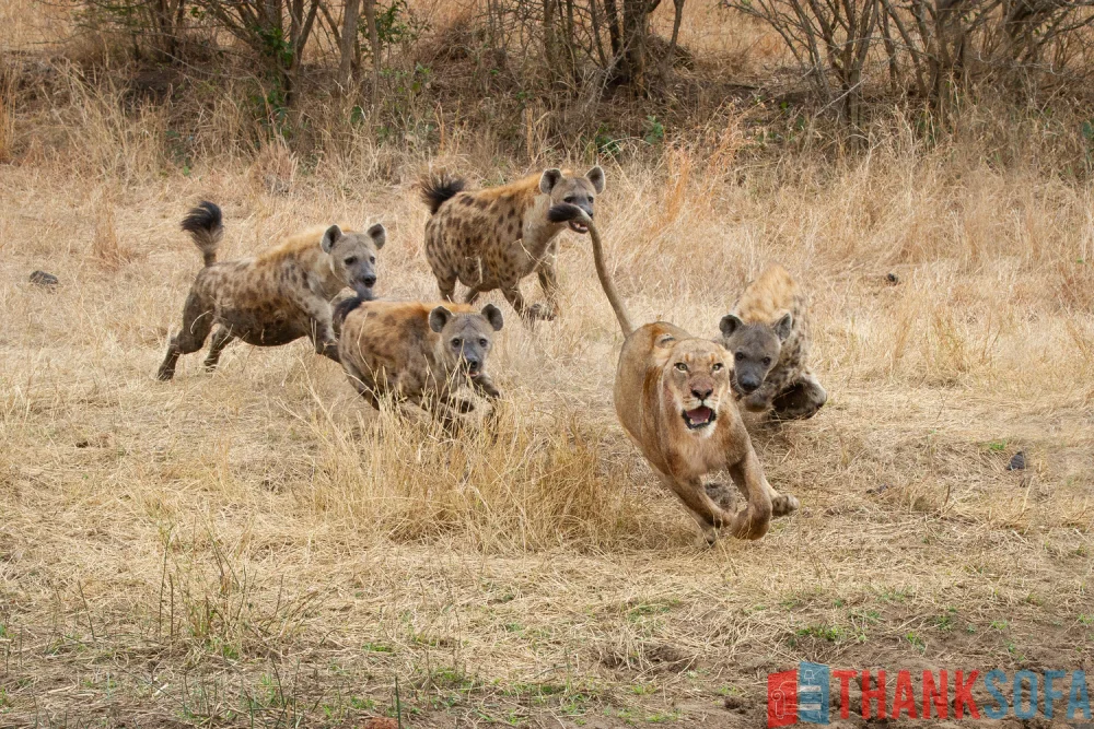 Sư tử - Lion- Panthera leo - ThankSofa Ảnh 19