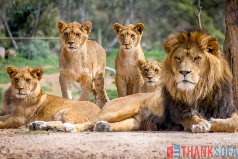 Sư tử - Lion- Panthera leo - ThankSofa Ảnh 2