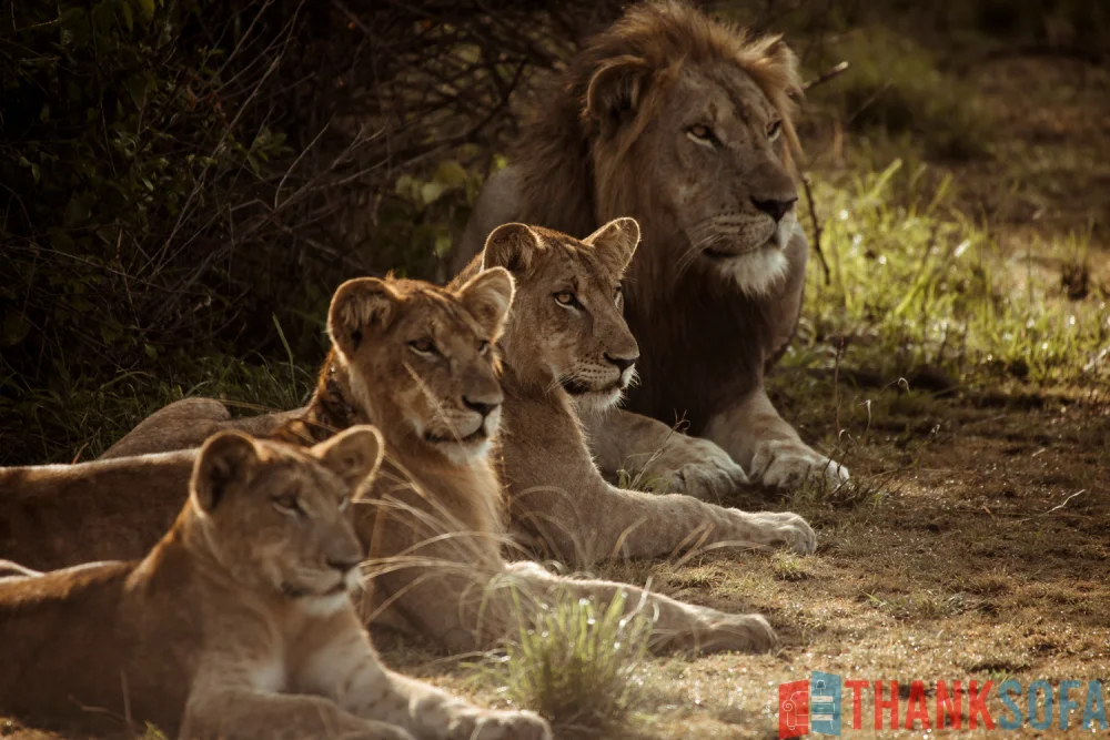Sư tử - Lion- Panthera leo - ThankSofa Ảnh 20