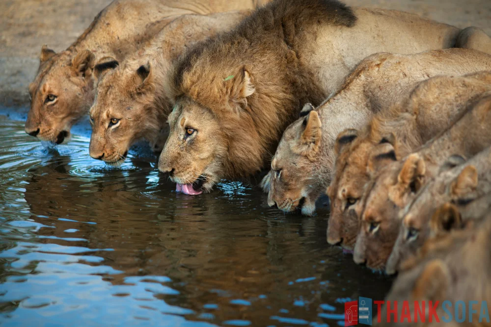 Sư tử - Lion- Panthera leo - ThankSofa Ảnh 21