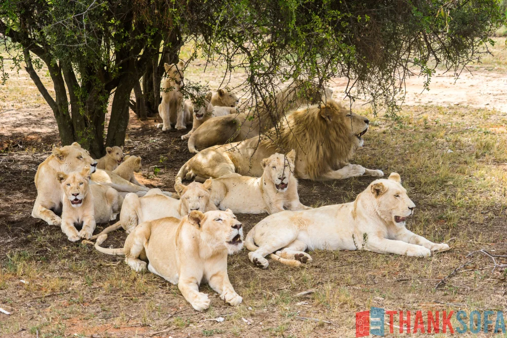 Sư tử - Lion- Panthera leo - ThankSofa Ảnh 3