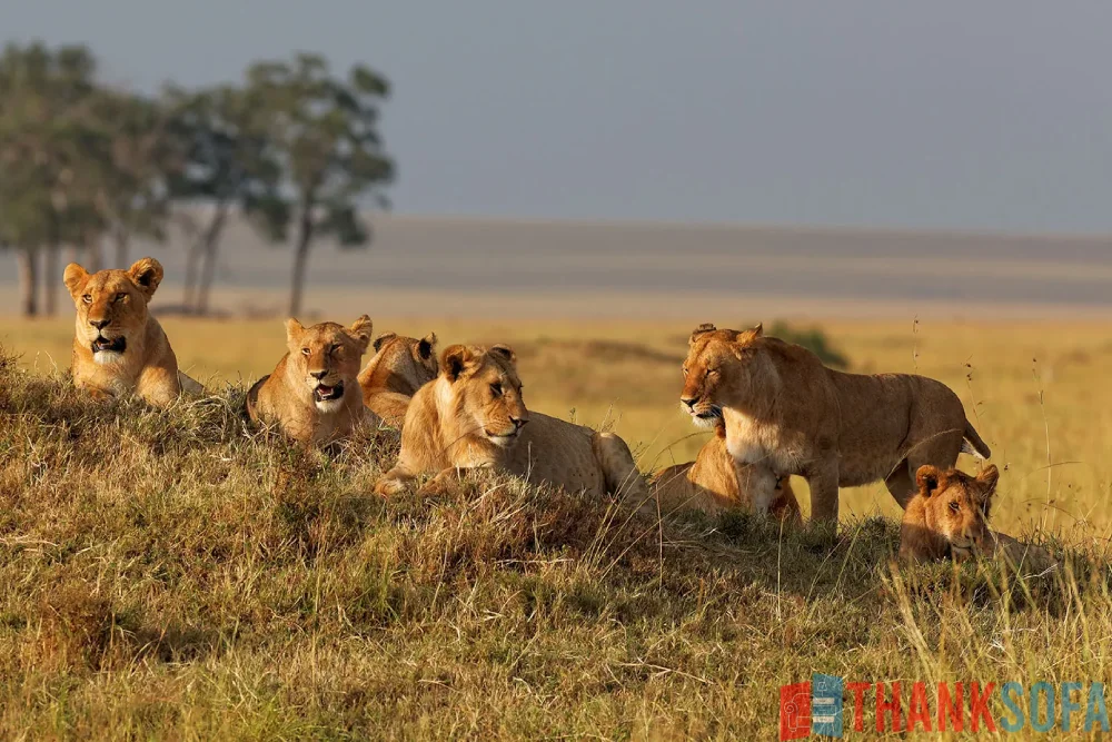 Sư tử - Lion- Panthera leo - ThankSofa Ảnh 4
