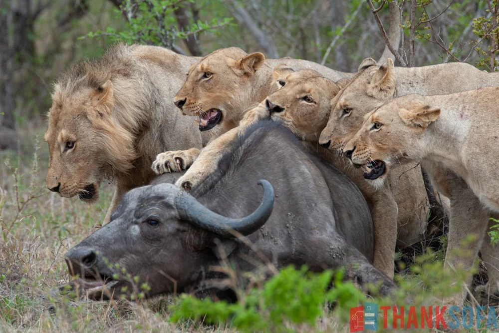 Sư tử - Lion- Panthera leo - ThankSofa Ảnh 6