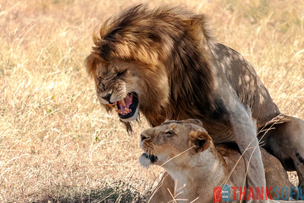 Sư tử - Lion- Panthera leo - ThankSofa Ảnh 8