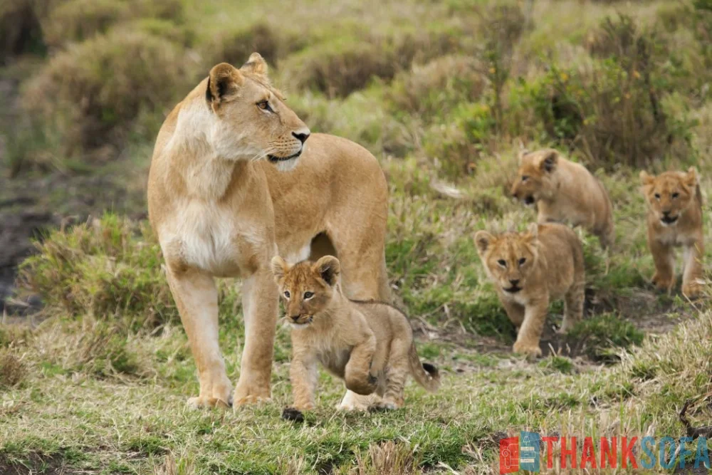 Sư tử - Lion- Panthera leo - ThankSofa Ảnh 9