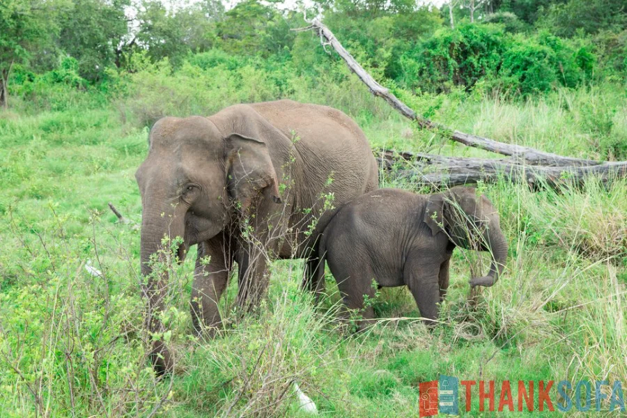 Voi Châu Á - Asian Elephant - Elephas Maximus - ThankSofa Ảnh 1