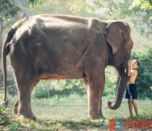 Voi Châu Á - Asian Elephant - Elephas Maximus - ThankSofa Ảnh 18