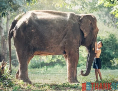 Voi Châu Á - Asian Elephant - Elephas Maximus - ThankSofa Ảnh 18